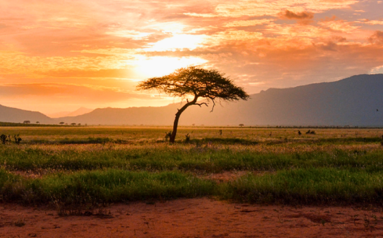 Afrika 1.png